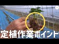 【いちご栽培】親苗定植の作業ポイント！