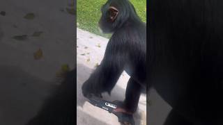 Skateboarding 🛹 With Limbani The Chimpanzee