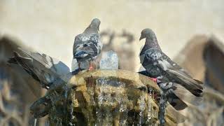 The Universe Of Pictures, Part 2, With Motion (Fragments, Part 1 229)