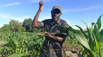 WEEDING IN MAIZE AND PRODUCTION