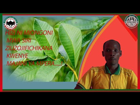 HIZI NI MIONGONI MWA SIRI ZILIZOJIFICHIKANA KWENYE MAJANI YA MPERA