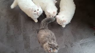 Meow Choir: 4 Loud Kittens Following in Parade of Cuteness!