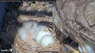 Hungry Hawk Nestling Works Through A Second Meal at the #cornellhawks | April 26, 2024