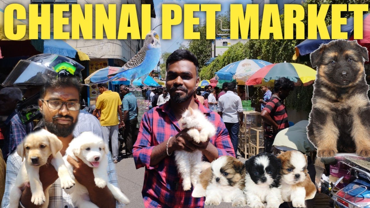 Sunday Pet Market Broadway Chennai Cheapest Pet Market in Chennai