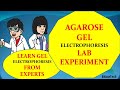 Agarose gel electrophoresis lab experiment  how to perform gel electrophoresis in a lab 
