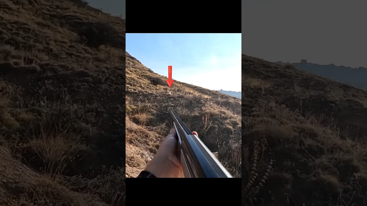 Охота на дикого кролика в России | Адреналинв тишине