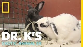 Animal Update  Cindy and Trixie | Dr. K's Exotic Animal ER