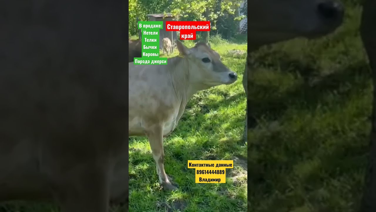 Купить Корову Джерси В Воронежской Области