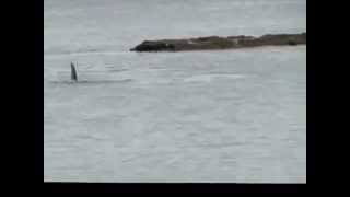 Close Encounter With Killer Whales