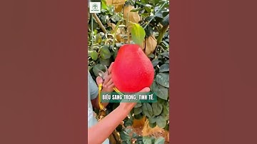 Cây Bưởi Đỏ Tiến Vua Trái Đỏ Ruột Đỏ #bươiđỏtiếnvua #bưởiđỏluậnvăn #NhàVườnĐạtNhung