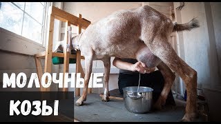 Молочные породы коз Молочные породы коз