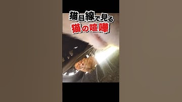 猫にカメラをつけたら外で喧嘩しまくってた #おもしろ動物動画 #かわいい動物動画 #茶トラ
