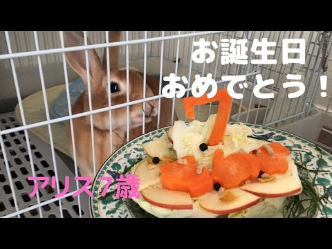 動物画像無料 心に強く訴えるうさぎ 用 ケーキ