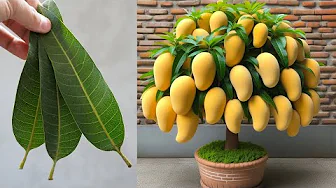Growing Mango This Way Will Produce Fruit All Year Round