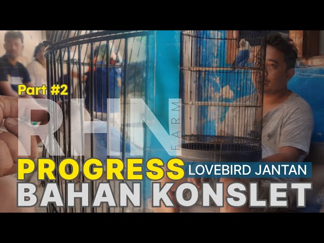 PART 2 PROGRESS LOVEBIRD JANTAN BAHAN KONSLET class=
