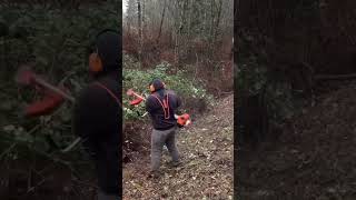 WHY do you CUT the BLACKBERRIES?? Blackberry Mulching #satisfying #stihl #seattle #landscaping