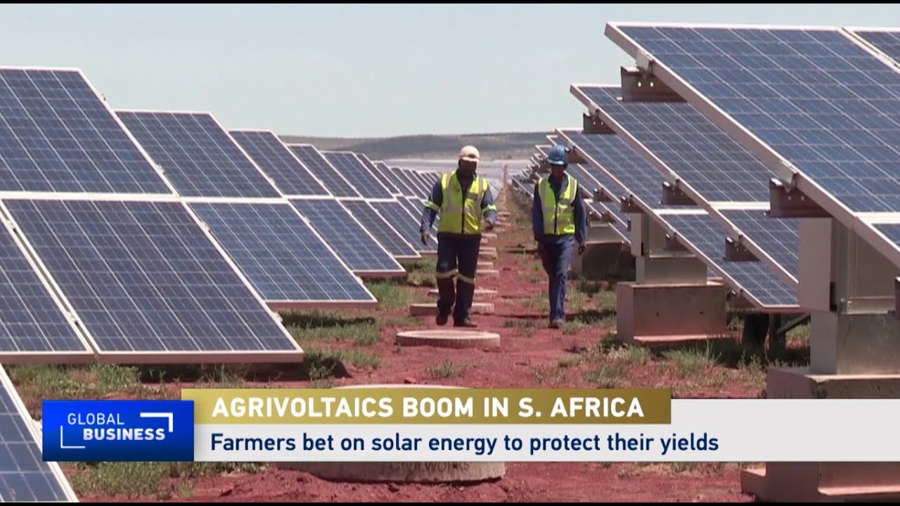 South African farmers adopt agrivoltaics to secure energy and yields South African farmers adopt agrivoltaics to secure energy and yields