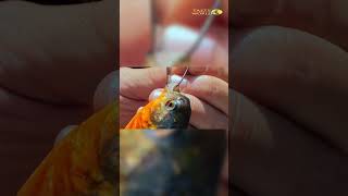 The World’s Craziest Food… This Is WILD 😳