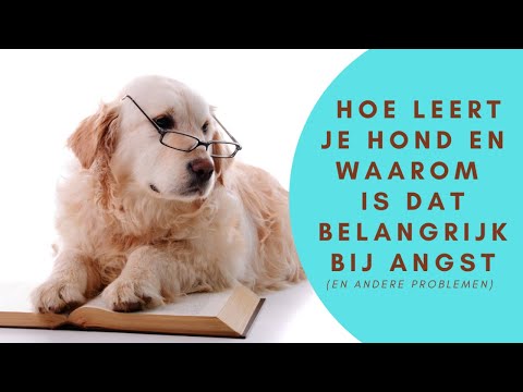 Video: Waarom is mijn hond graag één minuut lang huisdier en zal hij de volgende grommen?