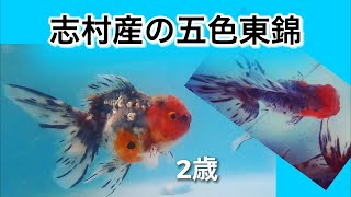 五色東錦　東錦　GoPro８で水中撮影　金魚と遊ぶ.com