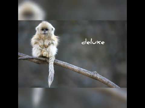 Fahmi,Bolin -по глупости