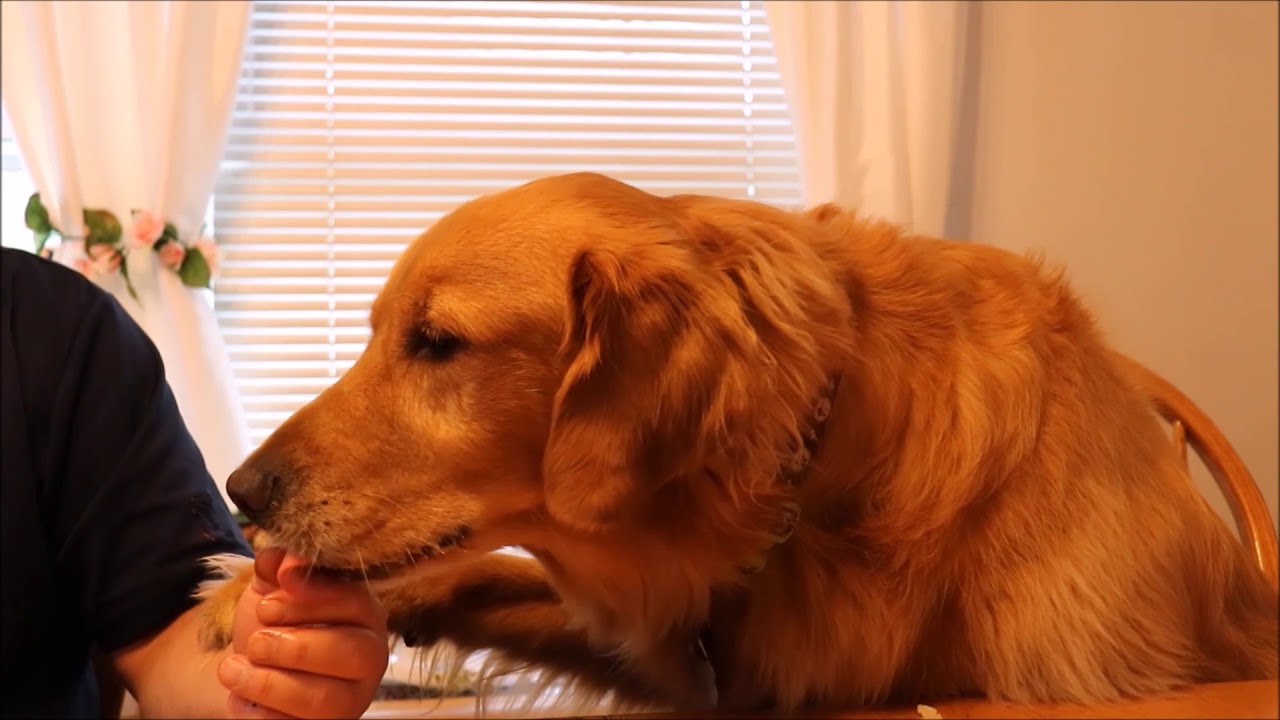 CRAZY DOG IS HUNGRY! GOLDEN RETRIEVER DOG VIDEO! YouTube