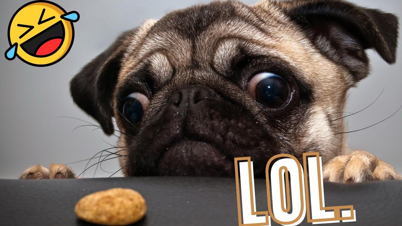 Funniest Puppy Videos * GutBusting Laughter Cute Dogs Compilation