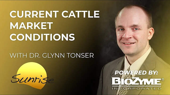 Current Cattle Market Conditions | Superior Sunrise