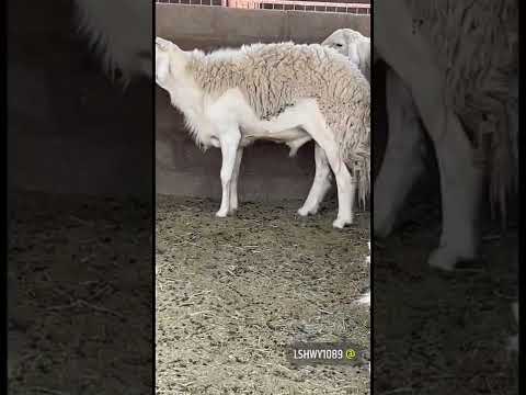 الحلقة 140 زيارة مربي الحري الصنف مهدي البدراني