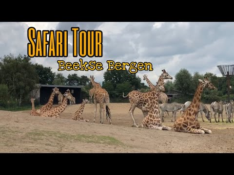 youtube beekse bergen safari park