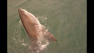 غوصتي مع القرش  المفترس Cape town-  Diving with the shark