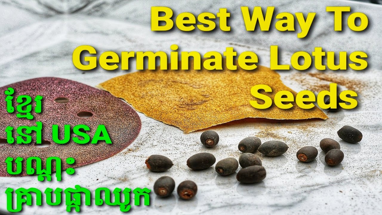 How To Germinating Lotus Seeds បណ្តុះគ្រាប់ផ្កាឈូក Khmer Homegrown