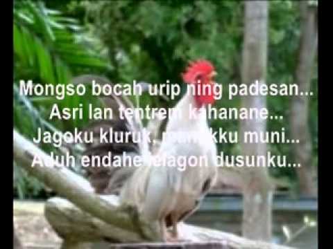 JADI NGAKAK 🤣 ROY SURYO KENA KARMA 😱 MEGA MINTA KASUS IJAZAH PALSU DIHENTIKAN 🤣 JADI TERBONGKAR DONG