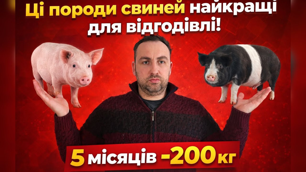 ЦІ Породи СВИНЕЙ Найкращі Для ВІДГОДІВЛІ! 🔥