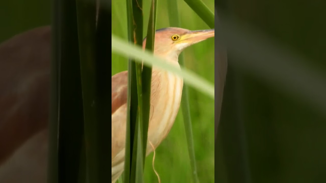 Yellow Bittern