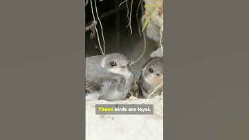 You Won’t Believe How Swifts Mate in Mid-Air!