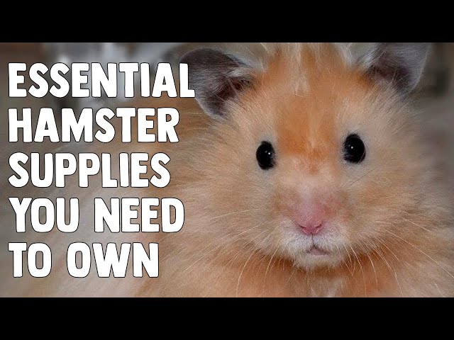 Hamster Checklist: “Before You Buy”
