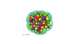 Green Algal Cell Dividing screenshot 3