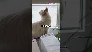 The Furry Philosopher Life Lessons From Mr. Whiskers
