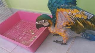 baby macaw ลูกนกวัยนี้มันน่ารักจริงๆ