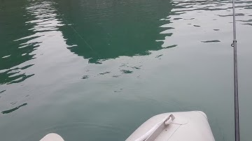 Review câu cá đục Vông Viêng vịnh Hạ Long