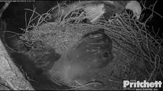 SWFL Eagles ~Owl Strikes M15 & Knocks Him Off Upper Branch! Intruder Flies In After Midnight 3.13.23