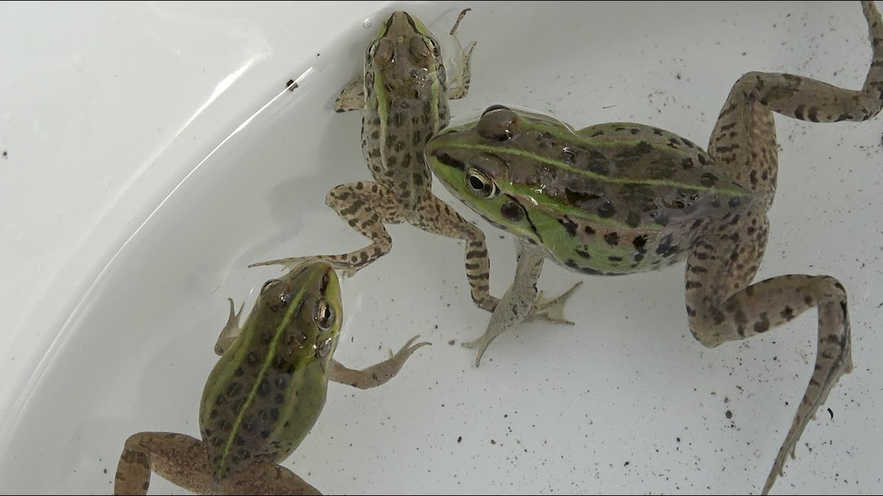Capture A Beautiful Japanese Frog Youtube