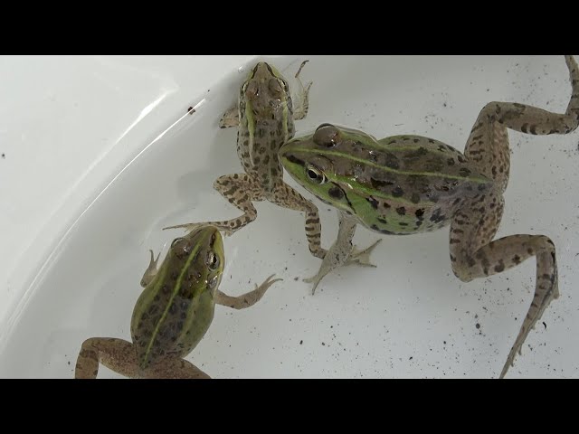 Capture a beautiful Japanese frog - YouTube