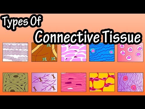 કનેક્ટિવ ટીશ્યુના પ્રકાર - કનેક્ટિવ ટીશ્યુ શું છે - કનેક્ટિવ ટીશ્યુના કાર્યો
