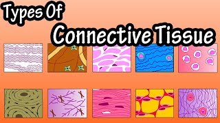 Types Of Connective Tissue  What Is Connective Tissue  Functions Of Connective Tissue