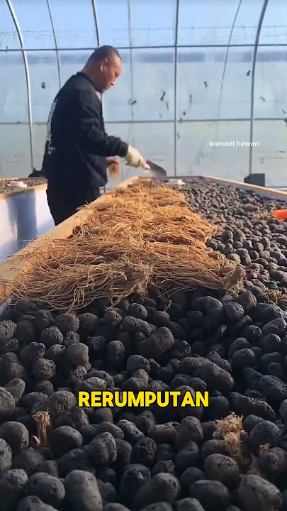 CHINA'S AQUAPONICS SECRET 😱 Circular Pond   Volcanic Rocks = Economical & Self-Sustaining! #short