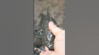 Urgently rescue fish stuck in mud | hot @hot56789 #hot #hot56789cute #shorts