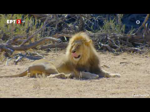 Βίντεο: Πού ζουν τα λιοντάρια; Ζώα της Αφρικής: λιοντάρι. άγριο ζώο λιοντάρι