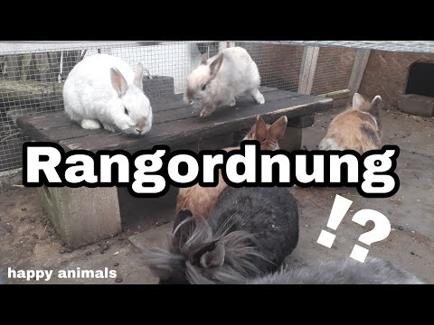 Video: Verletzung Durch Das Beißen Eines Stromkabels Bei Kaninchen